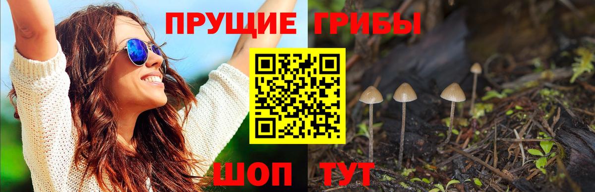 Псилоцибиновые грибы прущие грибы  купить   Новотроицк  Вход с VPN 